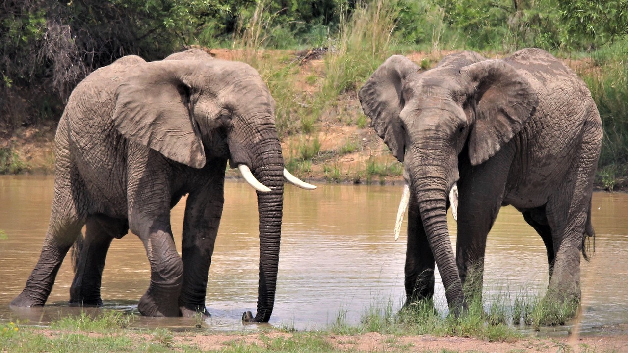 Na dovolenÃ© rÃ¡da pozoruji slony. 